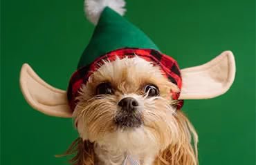 8 Tips for taking the perfect photo of your pet - Sablelinna's Pet Palace
