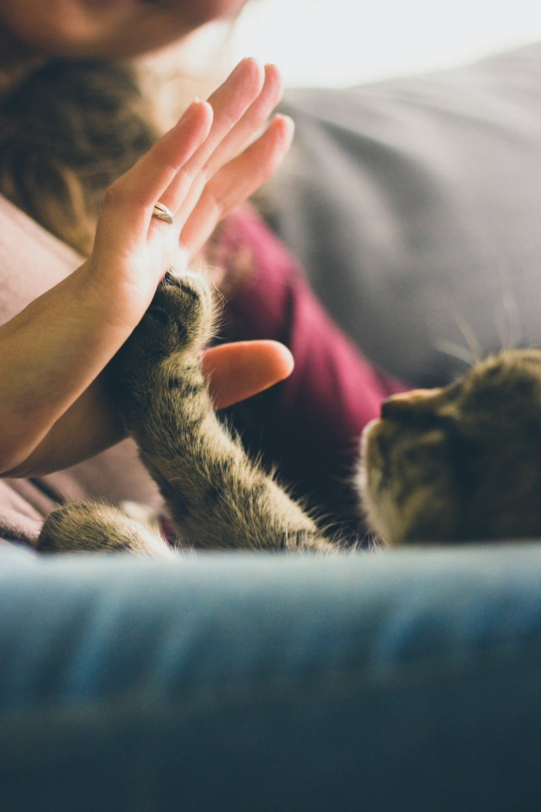 Comparing Different Pet Food Brands for Your Furry Friend - Sablelinna's Pet Palace