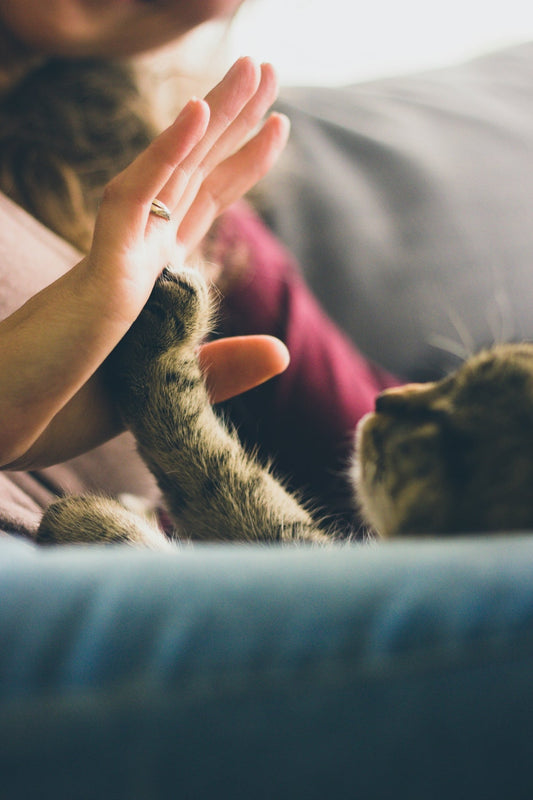 Comparing Different Pet Food Brands for Your Furry Friend - Sablelinna's Pet Palace