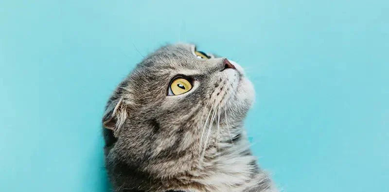 Deciphering your cat’s language - Sablelinna's Pet Palace