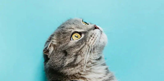 Deciphering your cat’s language - Sablelinna's Pet Palace