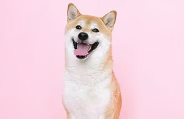 Easy ways to teach your dog tricks - Sablelinna's Pet Palace