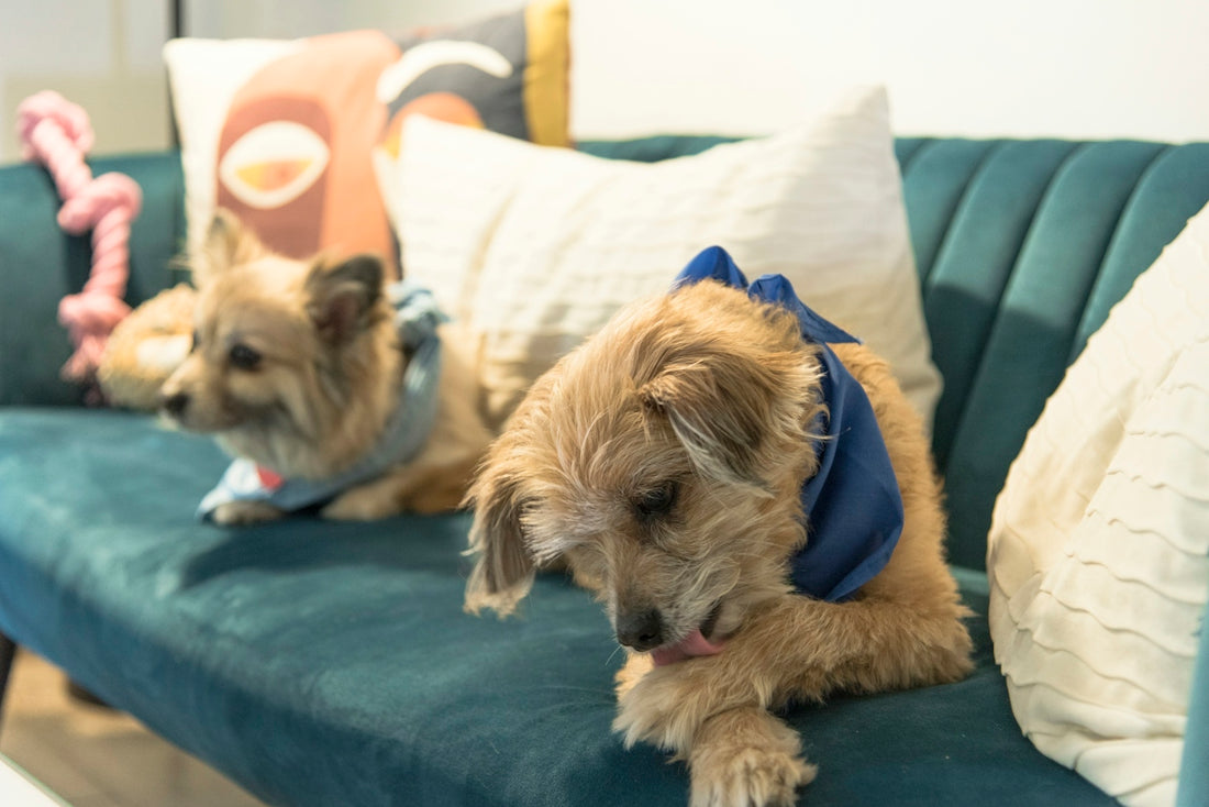 a couple of dogs lying on a couch