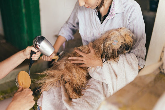 The History of Pet Ownership Through the Ages - Sablelinna's Pet Palace