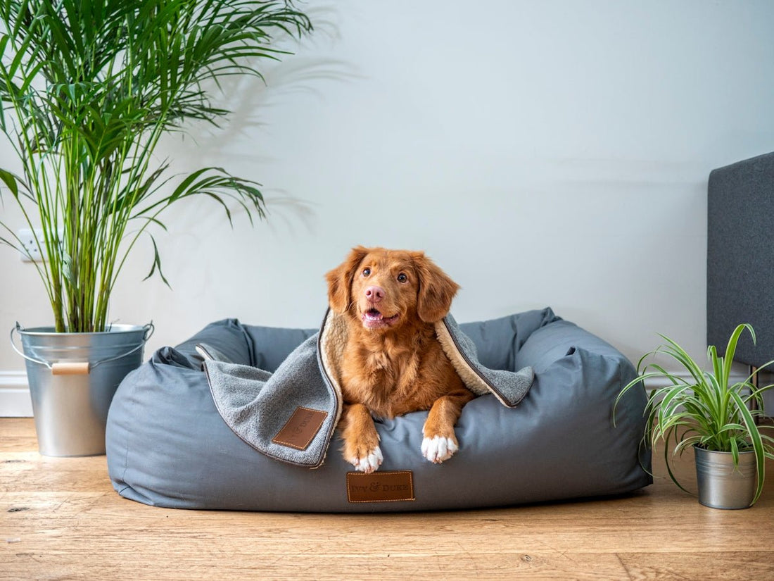 The Ultimate Checklist for New Pet Owners - Sablelinna's Pet Palace