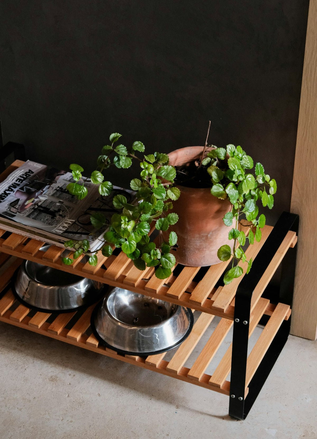 Tips for a Smooth Transition When Bringing Home a New Pet - Sablelinna's Pet Palace