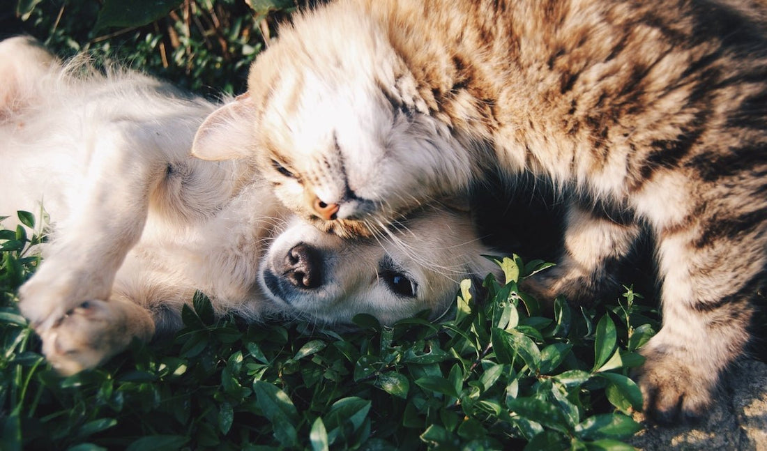 Top 10 FAQs for First-Time Pet Parents - Sablelinna's Pet Palace