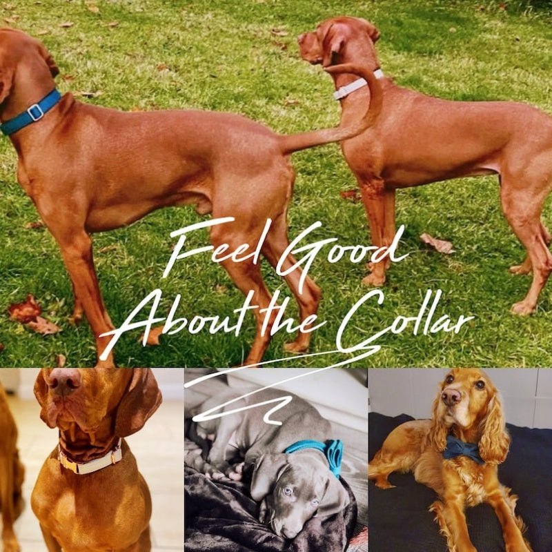 VelvetWalk velvet dog collar and leash set with bow - product view 2